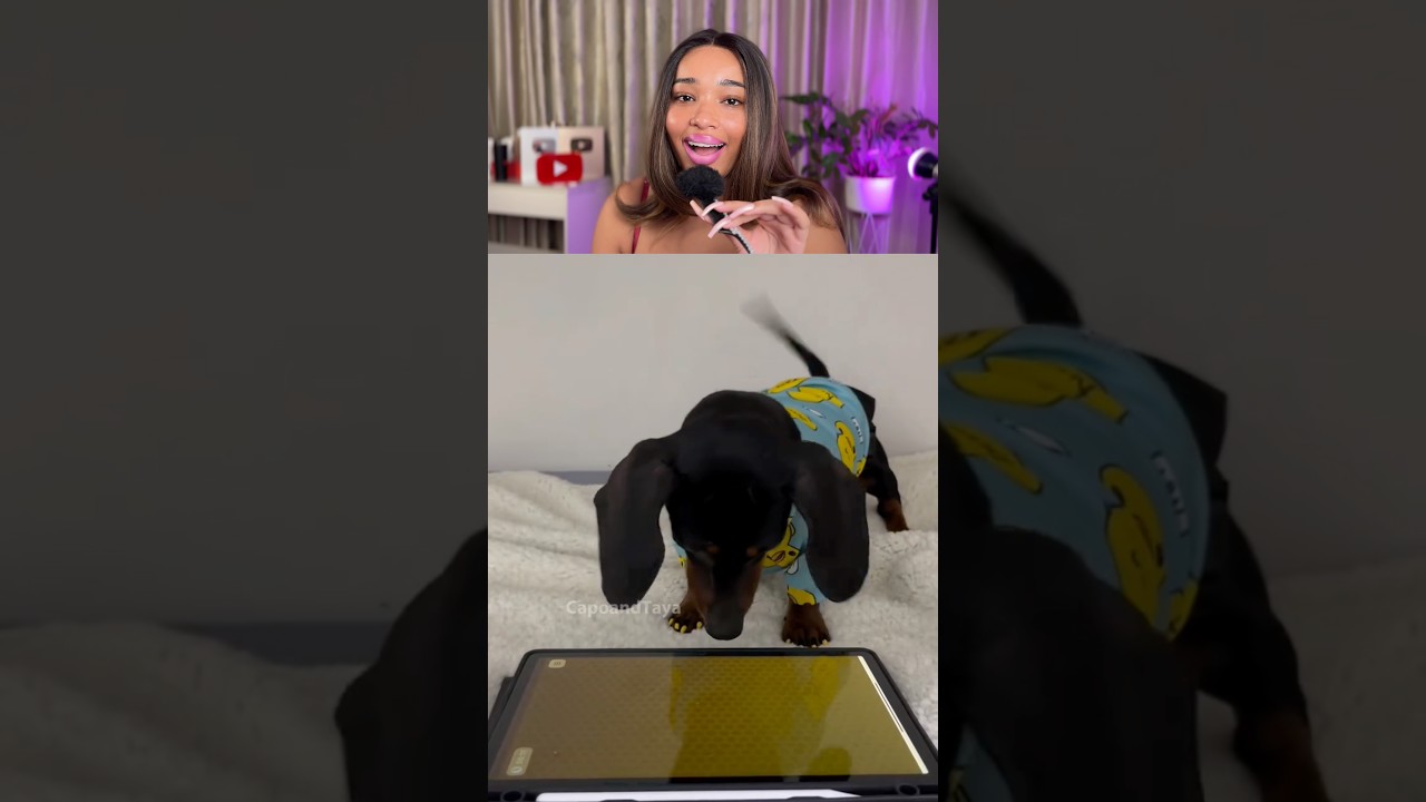 Meu cachorro vai ser assim! 💁🏽‍♀️💅🏼 #dog #funny #cute