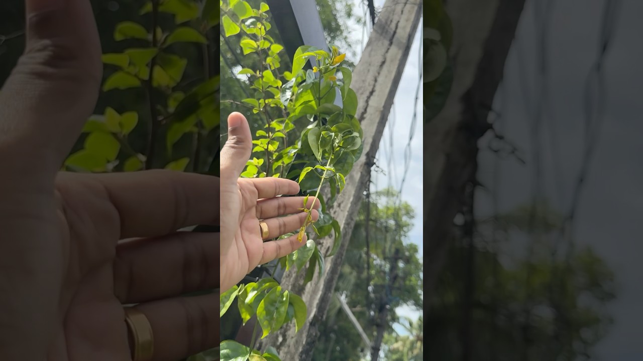 First bloom | golden cascade #jishnuuthaman #garden #plants
