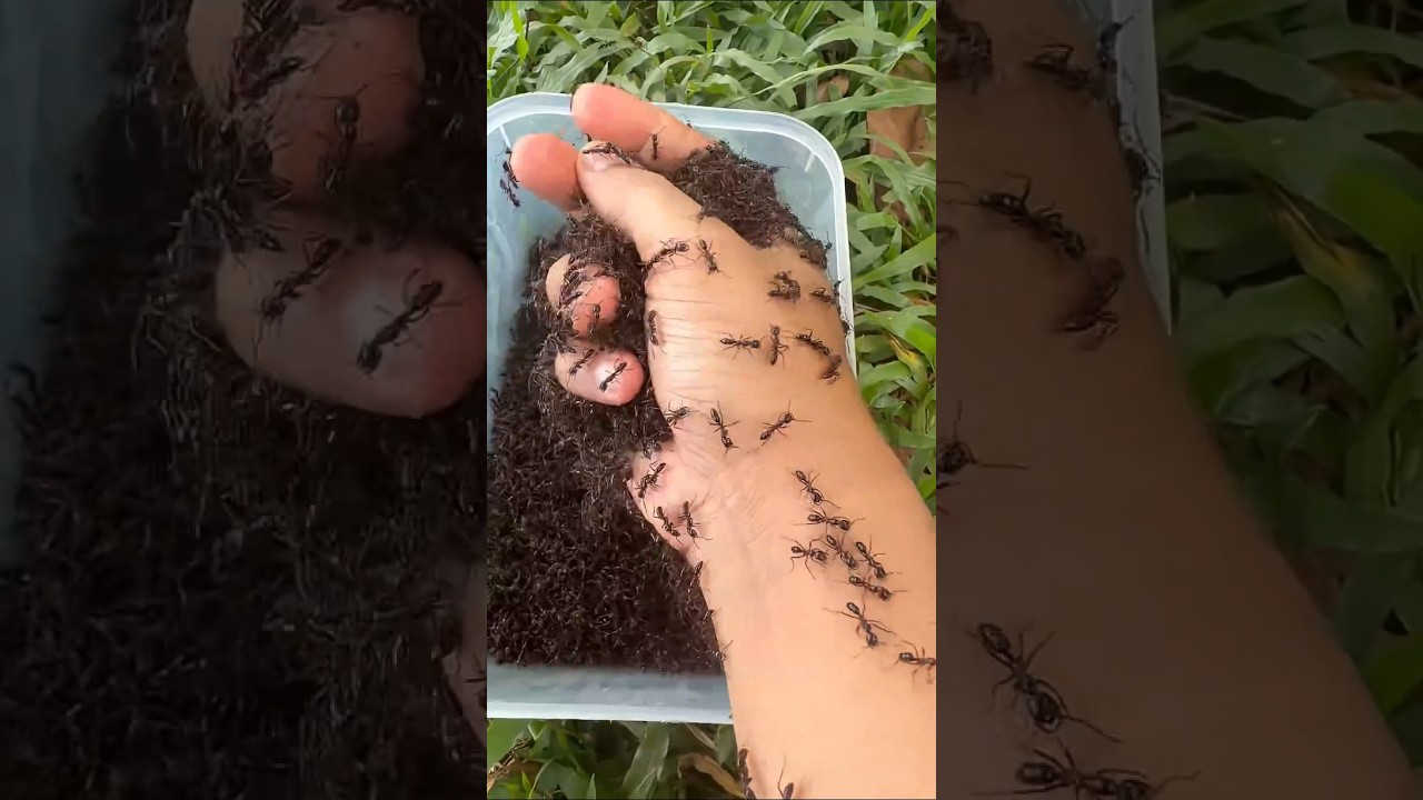 I Regret Touching These Bullet Ants #bushcraft #camping #outdoors