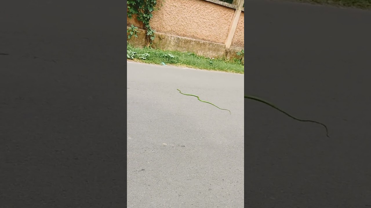 #shorts #green snake #snake #trendingshorts #tamil #reels #reel #trending #travel #travelvlog #love