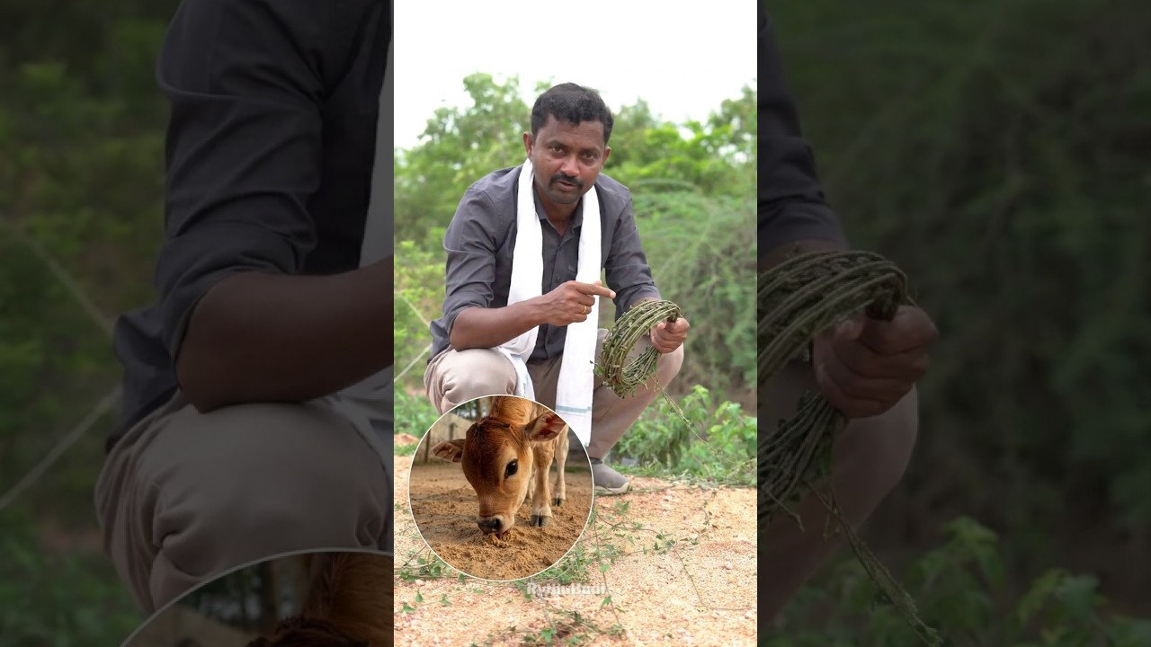 దుసేరు తీగ ఉపయోగాలు #rythubadi #duseruteega #agriculture