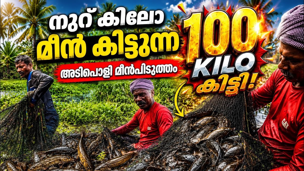 100കിലോ നാടൻ മീനുകൾ ഉള്ള കുളം 😲! biggest catch ever ! Mansoonfishing #fishing 