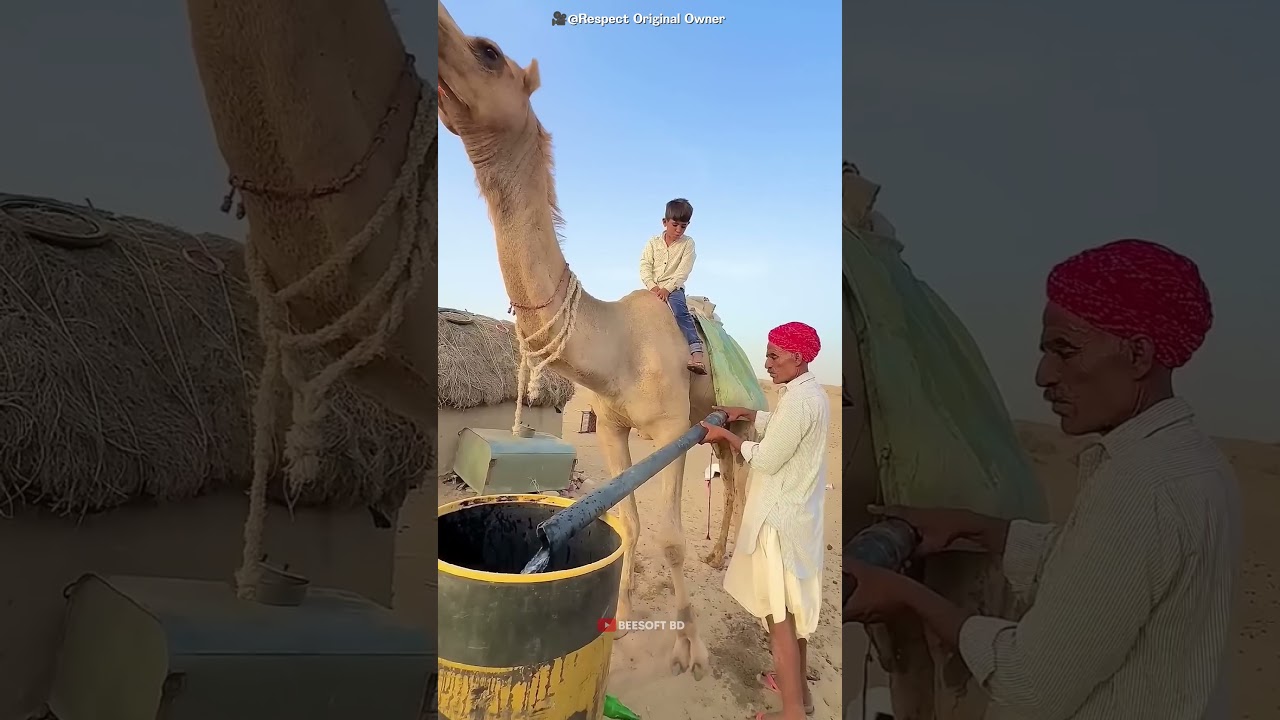 In Rajasthan, Water Is More Valuable Than Gold! 🐪💧