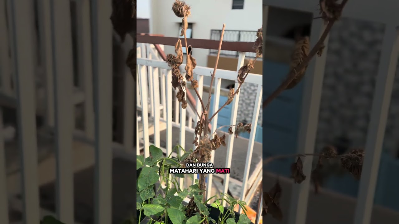 Kebun ZaKeSa | Cerita Bunga Matahari sebagai Semangat untuk Berkebun