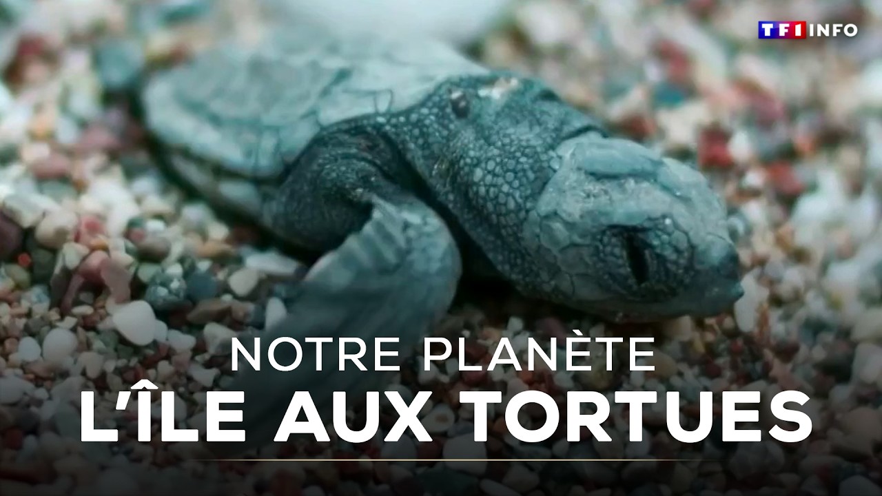 🐢 L'île aux tortues｜TF1 INFO