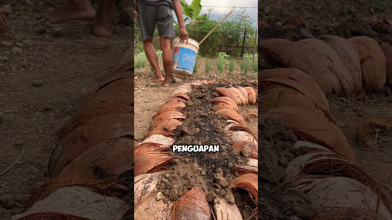 Raisedbed dari sabut kelapa yang menyuburkan tanaman #unik #idekreatifterbaru