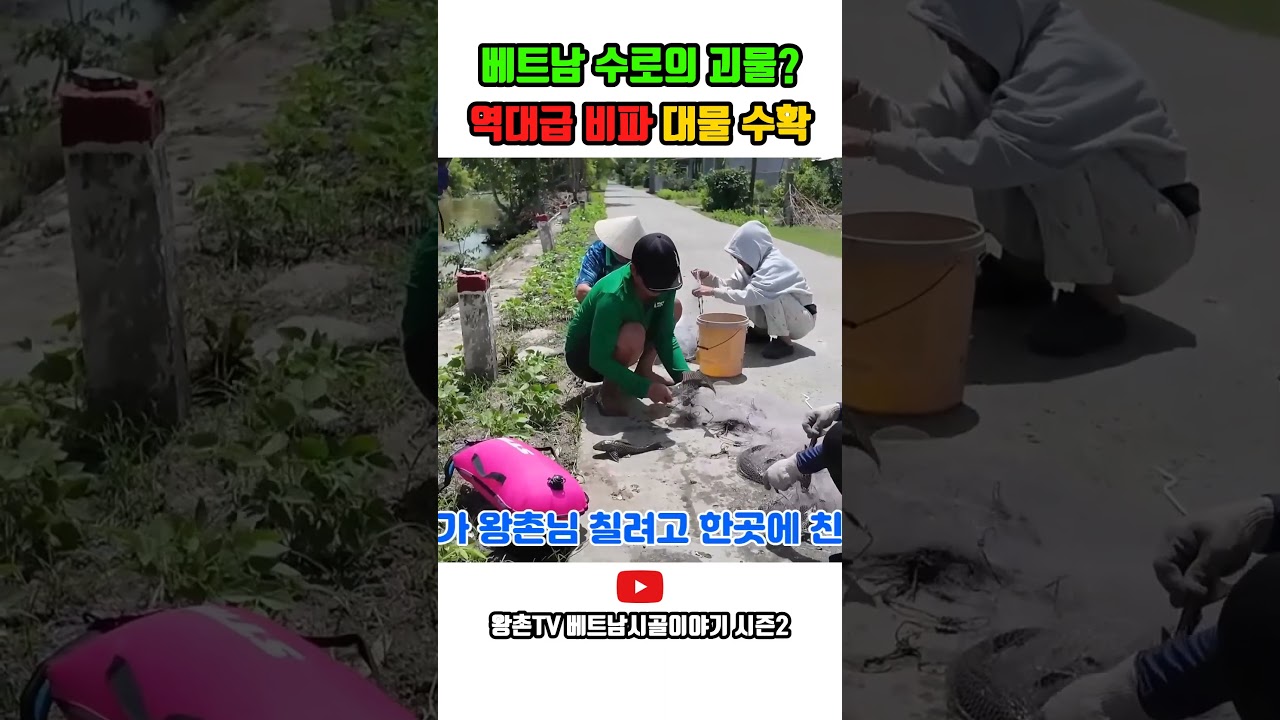 베트남 수로의 괴물 역대급 비파 대물 수확
