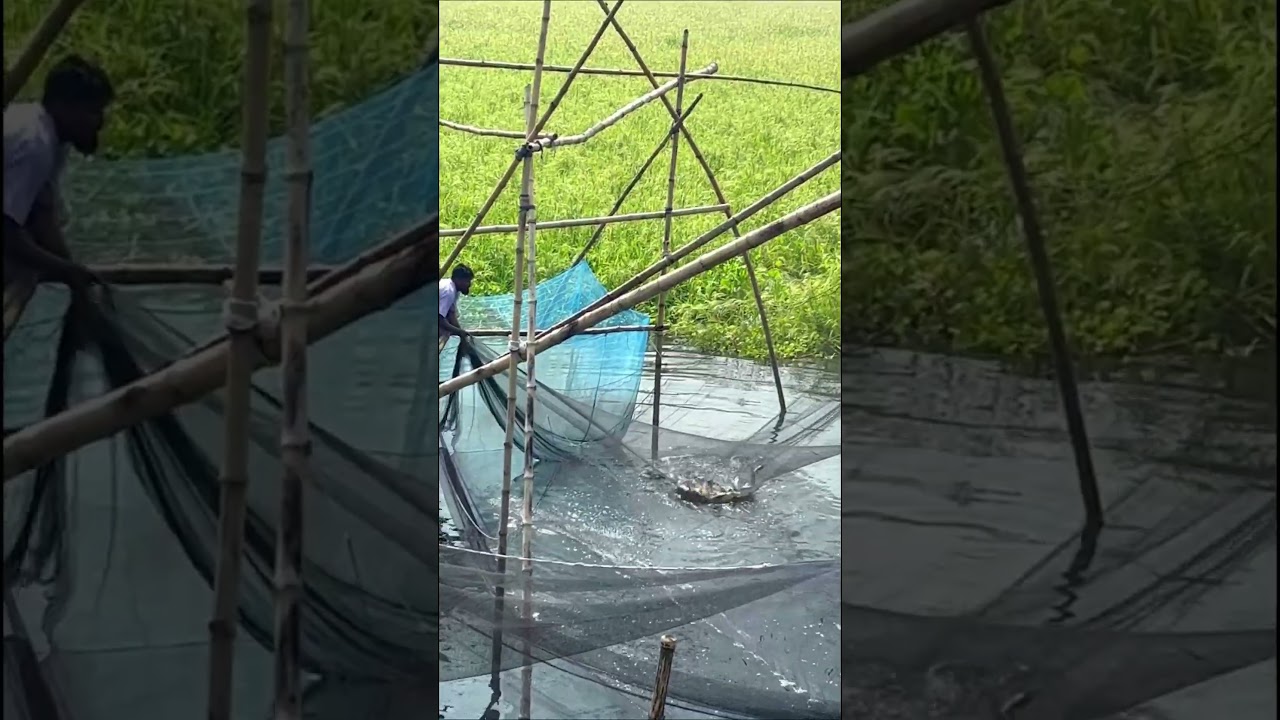 খড়াজালে কত মাছ।সুবহানাল্লাহ, আলহামদুলিল্লাহ, আল্লাহু আকবার।
