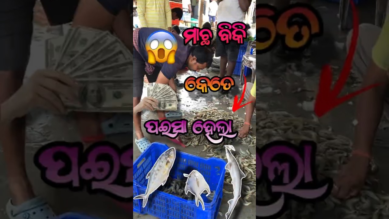 😱 ମାଛ ମାର୍କେଟରେ ଆଜି କେତେ ଟଙ୍କାର ଚିଙ୍ଗୁଡ଼ି ବିକିଲି ? 🐟 | Odisha Fish Market