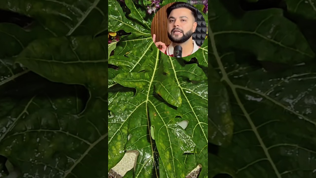 Papaya leaves face pack for skin whitening & glowing by Rohit Sachdeva #short #ytshorts #ayurveda