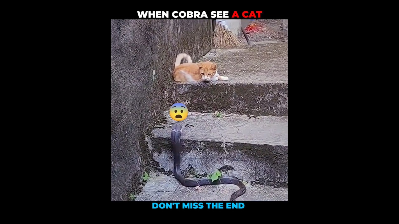 Cobra Stuck between two Cats #shorts #shortvideo #animal #animalshorts #animalvideo #animalplanet