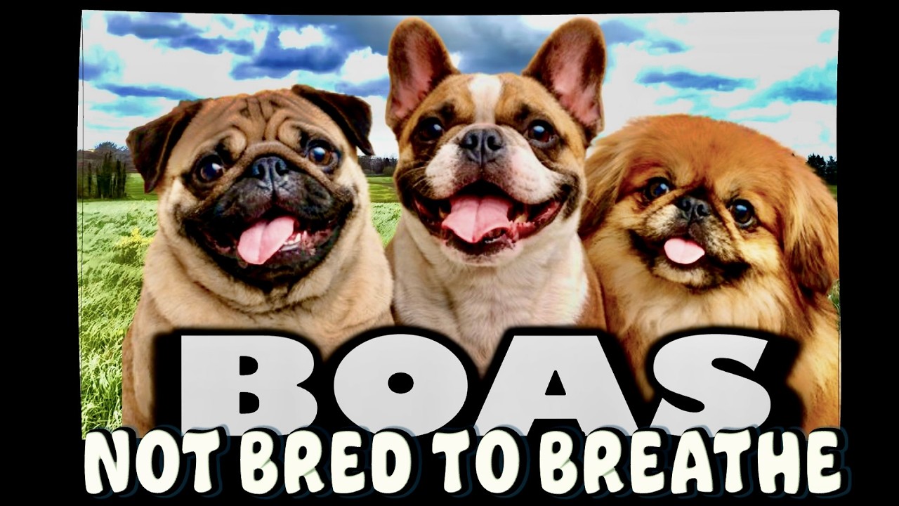 New Crufts rules 💥 Bulldogs & pugs too little too late 💥 Controversial outcrosses needed to end BOAS