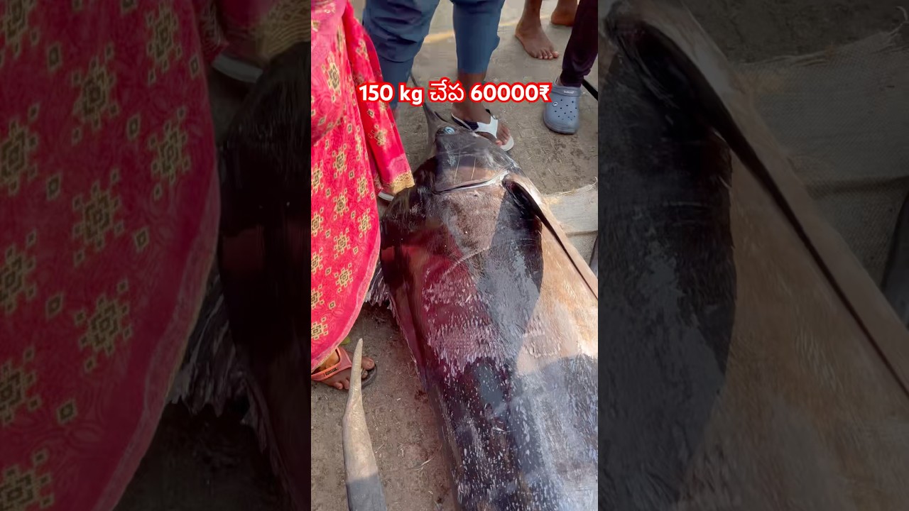 150 kg చేప 60000₹ ఆమ్మో  #tunafish #trending #viral #vizag #telugu