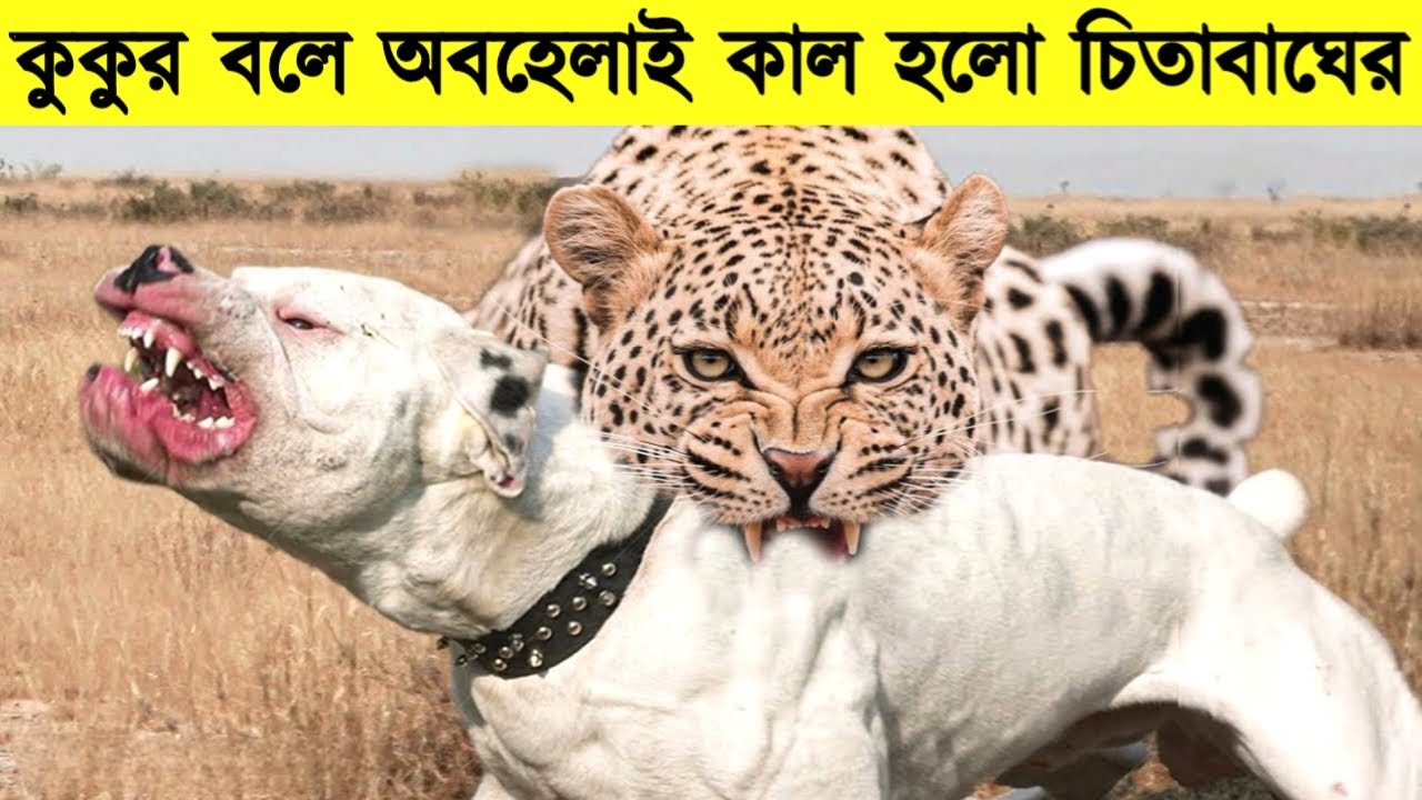 দুনিয়ার সবচেয়ে ভয়ংকর কুকুর যাদের দেখে বাঘ সিংহও ভয়ে থাকে। Dogs Power