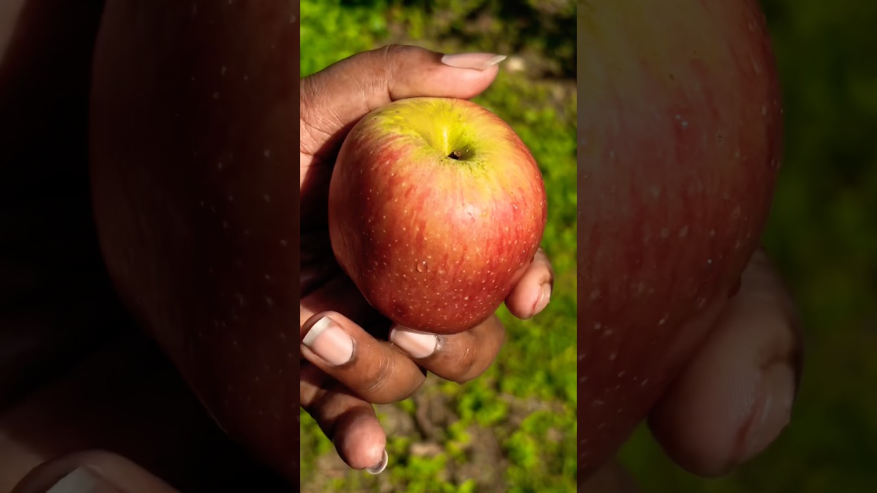 चीनी चाइनीज़ रेड ग्रीन सेब काटने का तरीका #shorts #gardening #apple #fruit #viralvideo