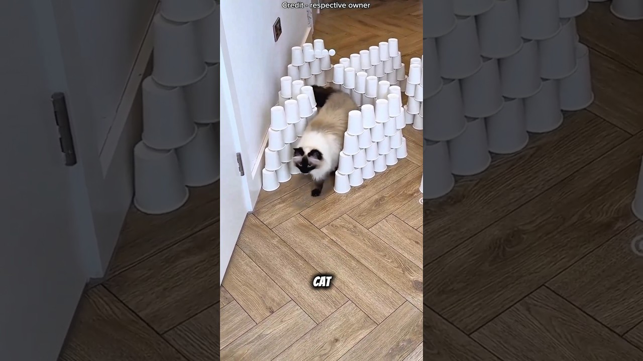This Cat’s Brain is Next Level! 🤯