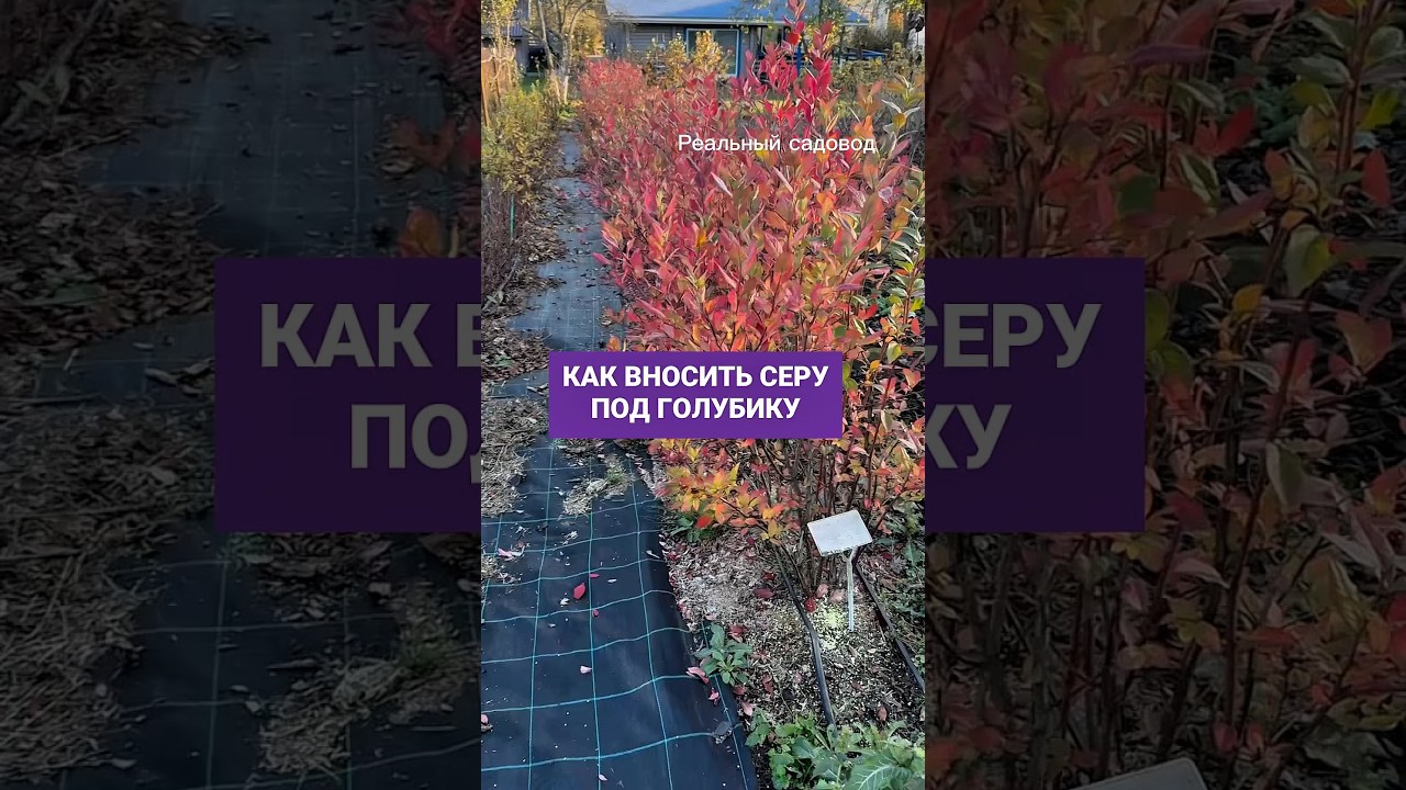 Много вопросов про серу #питомникрастений #садоводничество #огород
