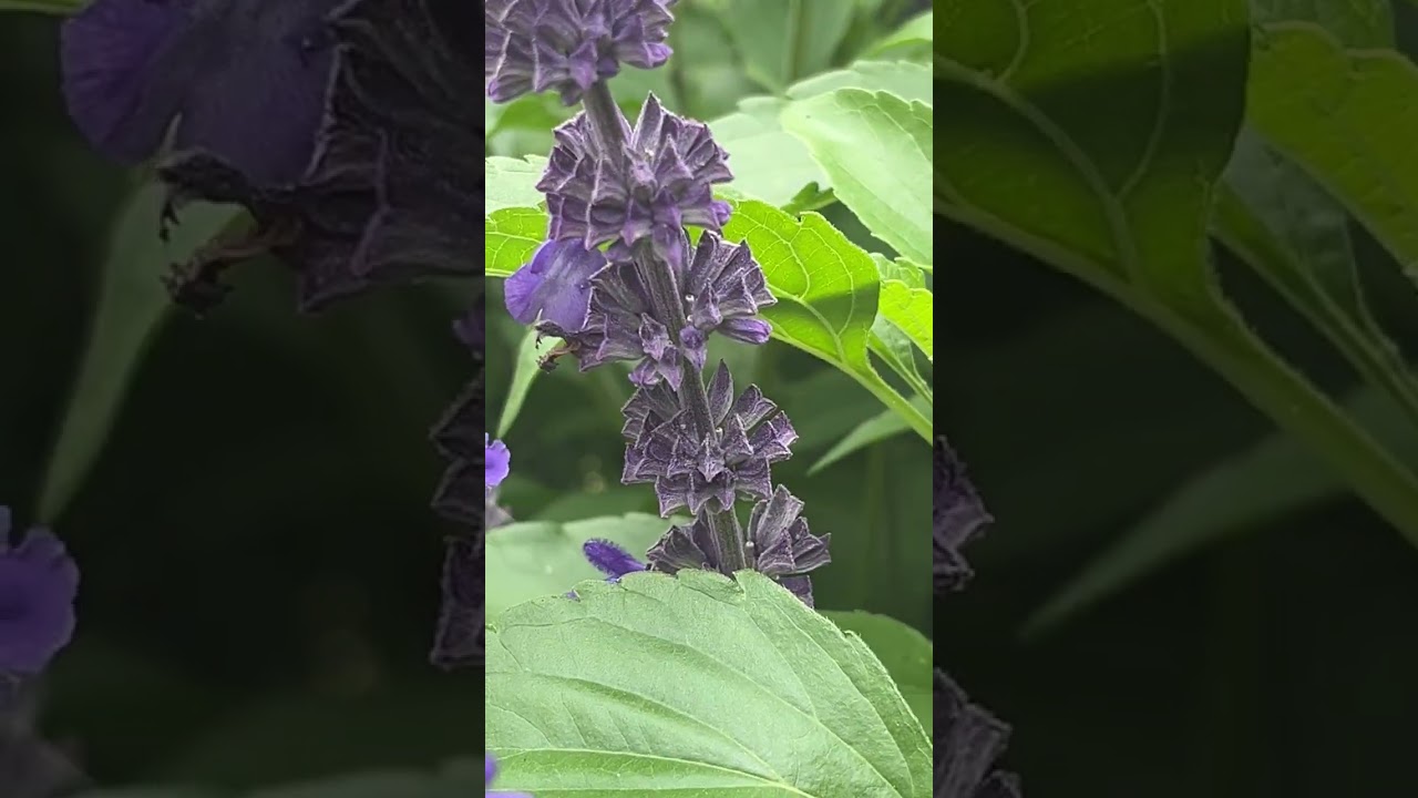 Bees Up Close in Our Garden! 🐝🌻Part 1. #Bees #HoneyBee #Beevideo #Garden #Nature #pollinators