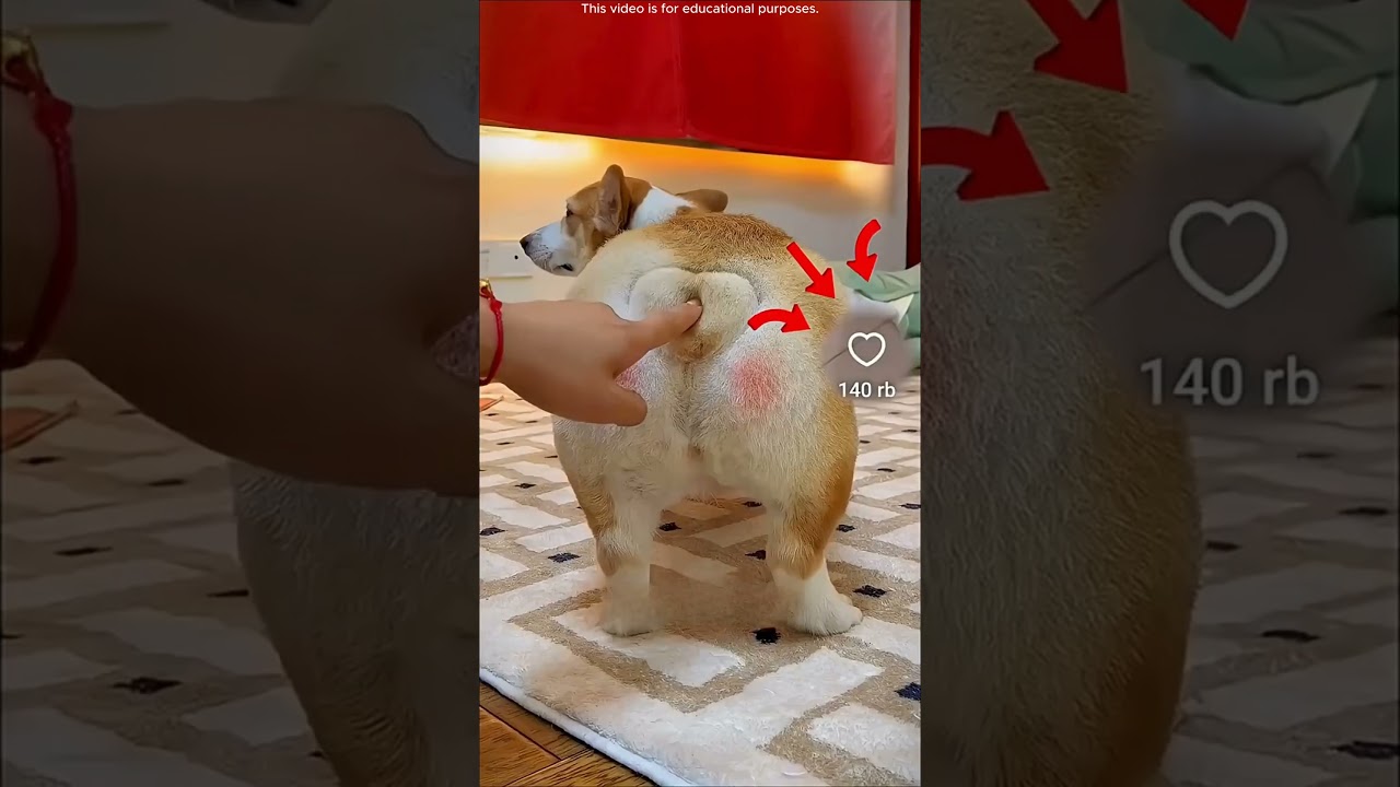 😳 Mom Evicted Him, He Hacked Dog House! 🔥 #shortvideo #shortsfeed #subscribe