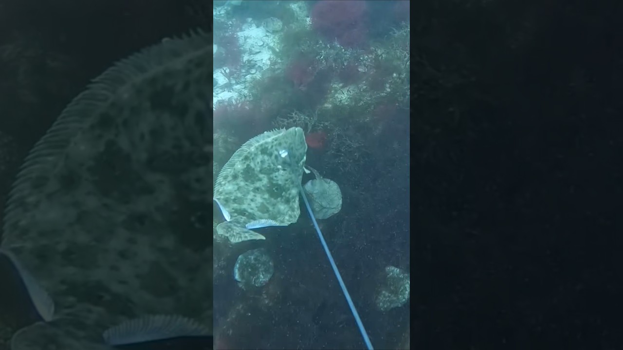 These Giant Flounder live in Mexico #fishing #spearfishing
