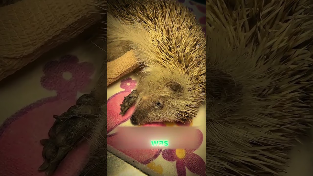 The rescued little hedgehog