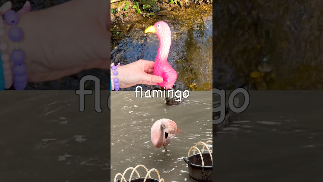 Kids Learn at the Brook | Animal Names: Squirrel Flamingo Duck Goat Horse