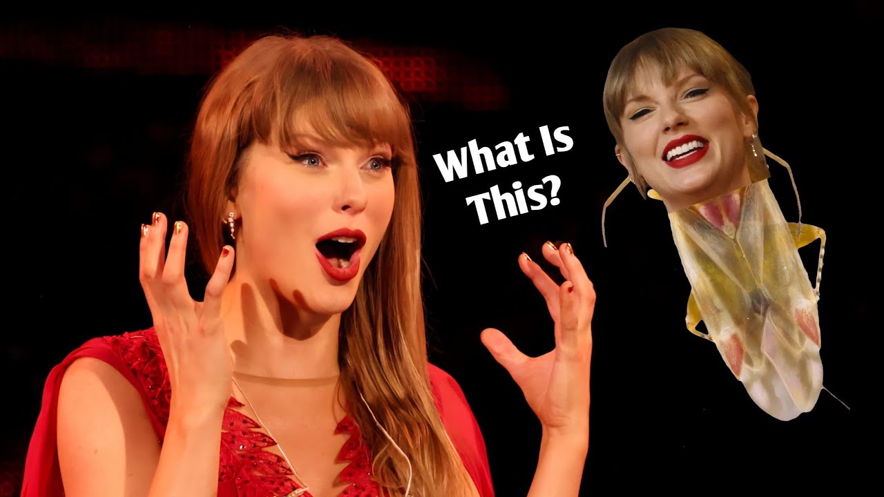 Scientists Named 4 New Insects After Taylor Swift!!!