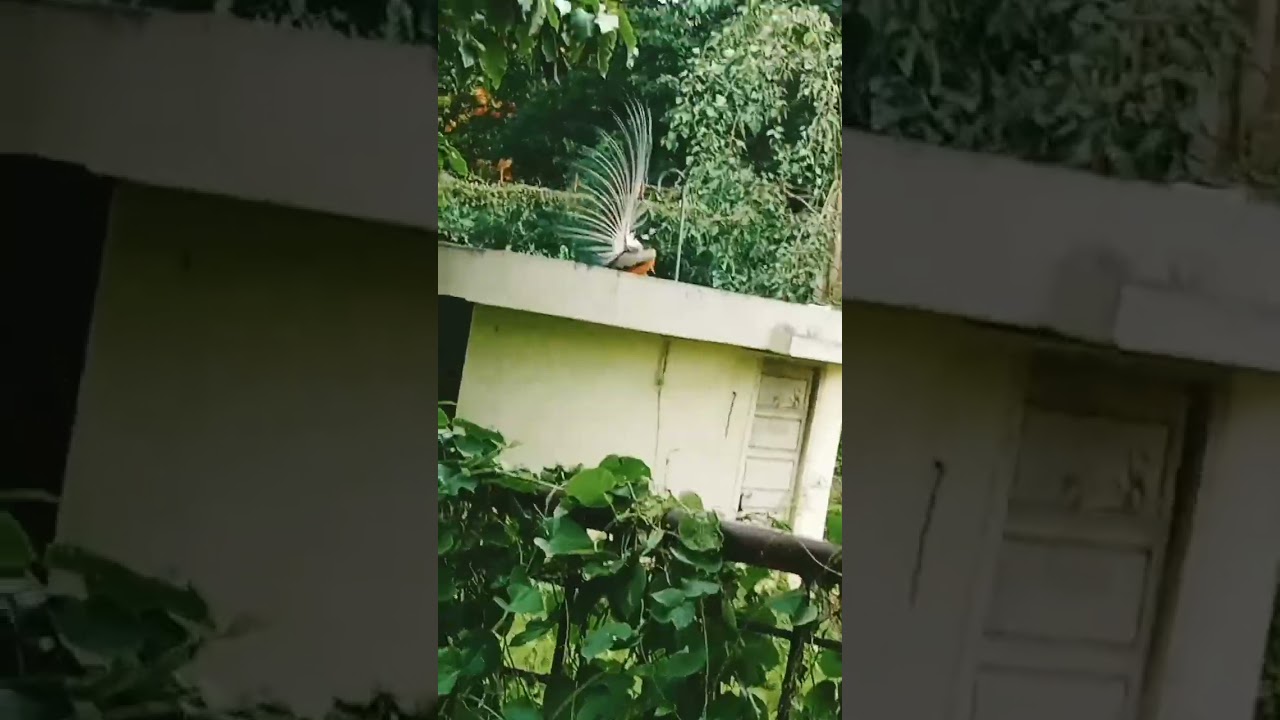 #mayilattam #trendingshorts #trending #shorts #reels #reel #travel #peacock #tamil #ytviral #yt
