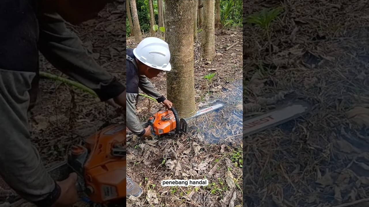 Menebang kayu jati putih dengan Skils 360 derajat!! #viral #chainsaw #wood #woodworking #shorts