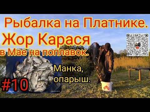 РЫБАЛКА В МАЕ НА ПЛАТНОМ ОЗЕРЕ ЛОВЛЯ КАРАСЯ. КЛЕВАЛ НА МАНКУ И ОПАРЫША. АЗАРТ, УВЛЕЧЕНИЕ, ХОББИ.