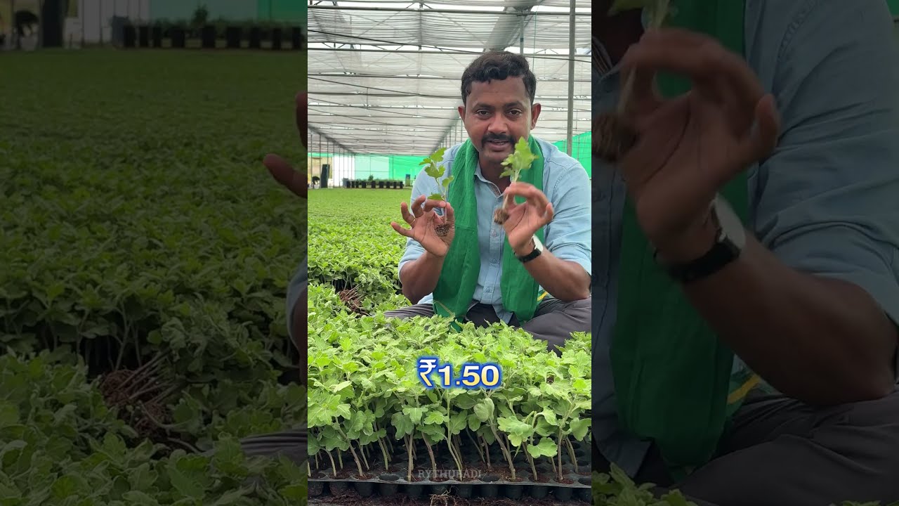 చామంతి మొక్కలు #rythubadi #chrysanthemumplants #agriculture