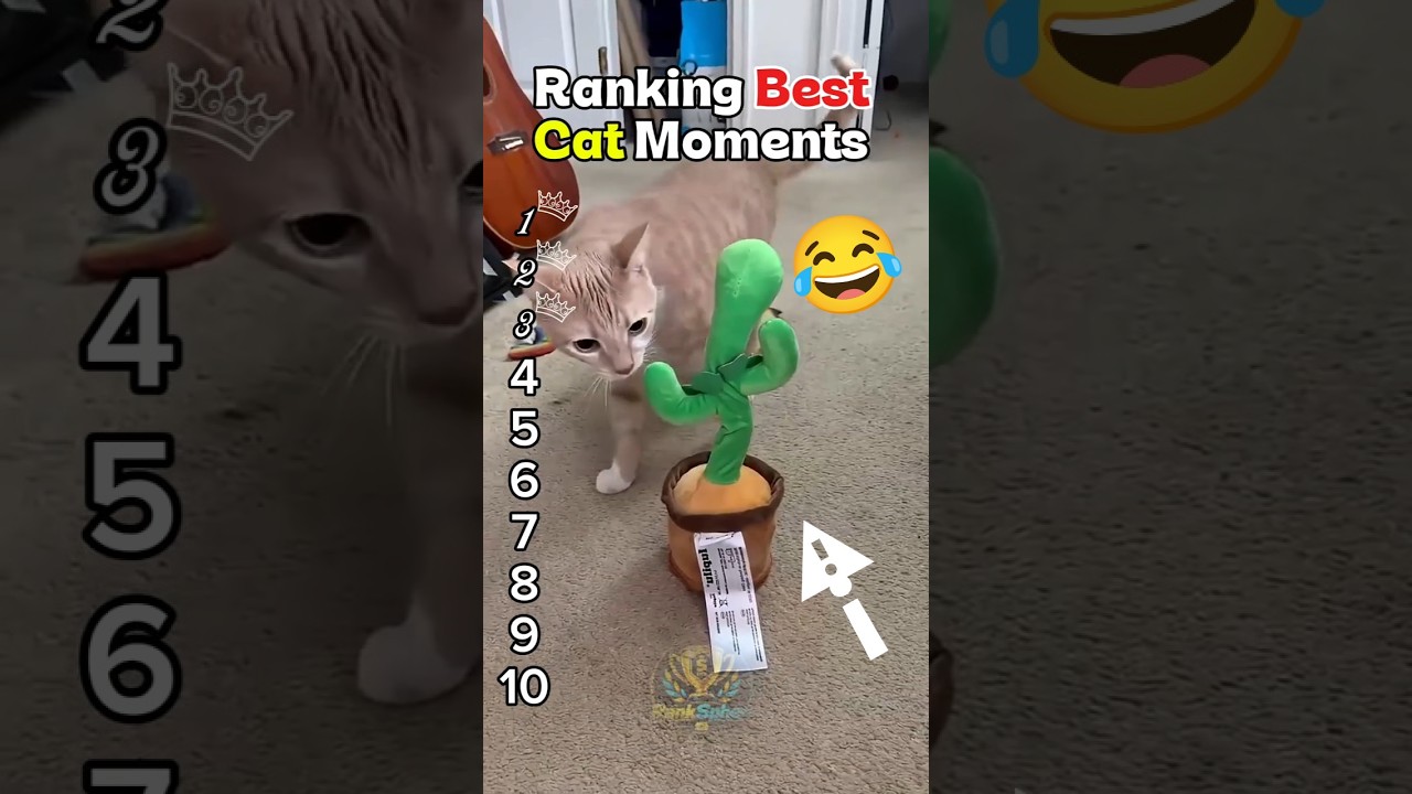 Ranking Best Cat Moments 😂 #shorts