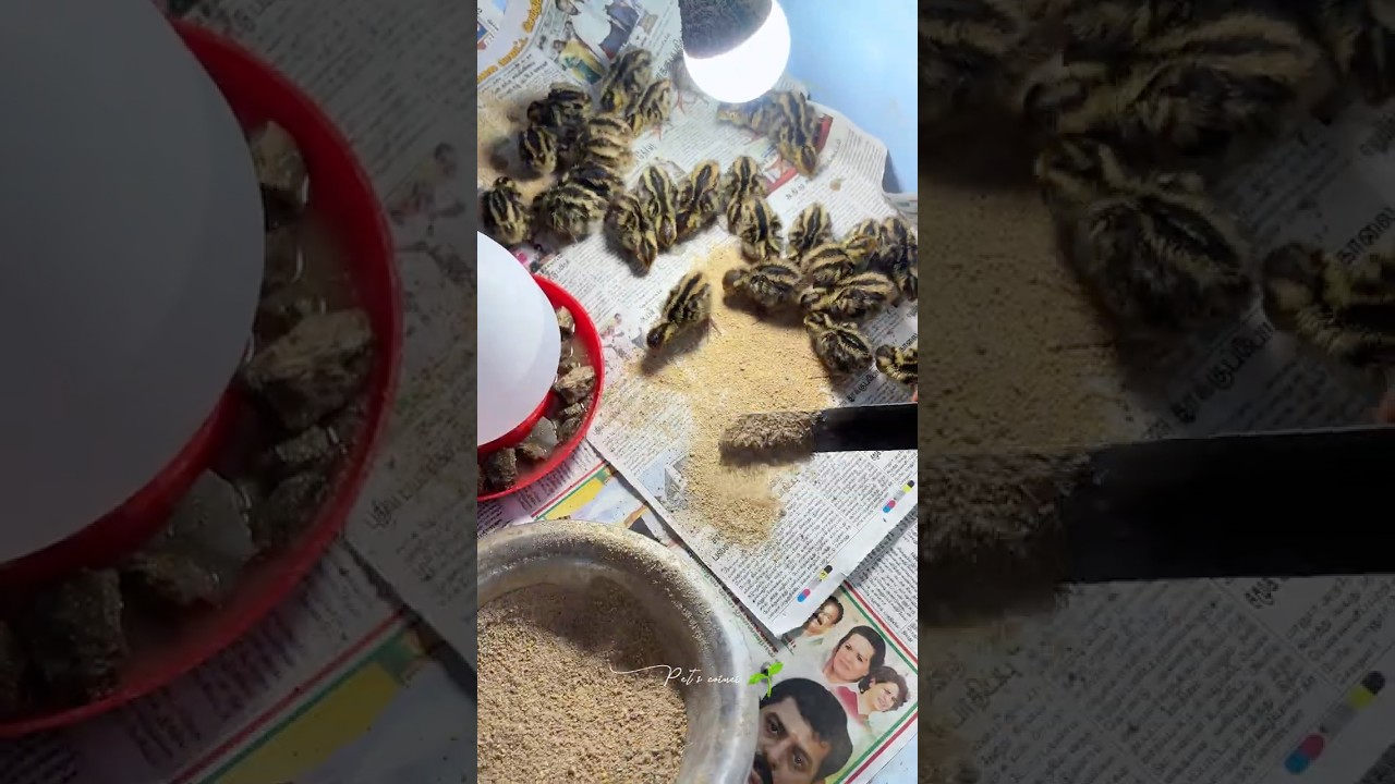 குட்டி குஞ்சிகளோட தொடங்கிய இன்றைய நாள் 🐥❤️#petsvlog #petshorts #tirunelveli #kadai #petshop #pets