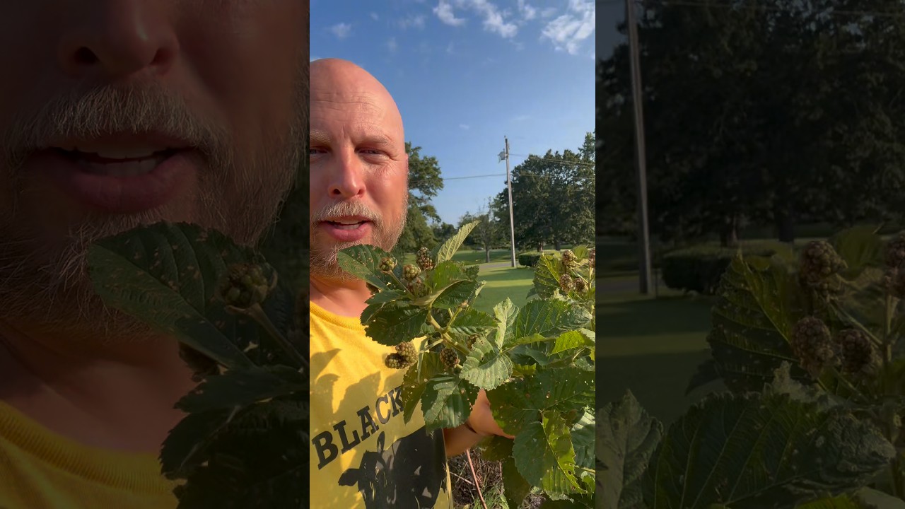 Get blackberries twice in a year with the Prime Ark Freedom plants #berries #garden #homestead