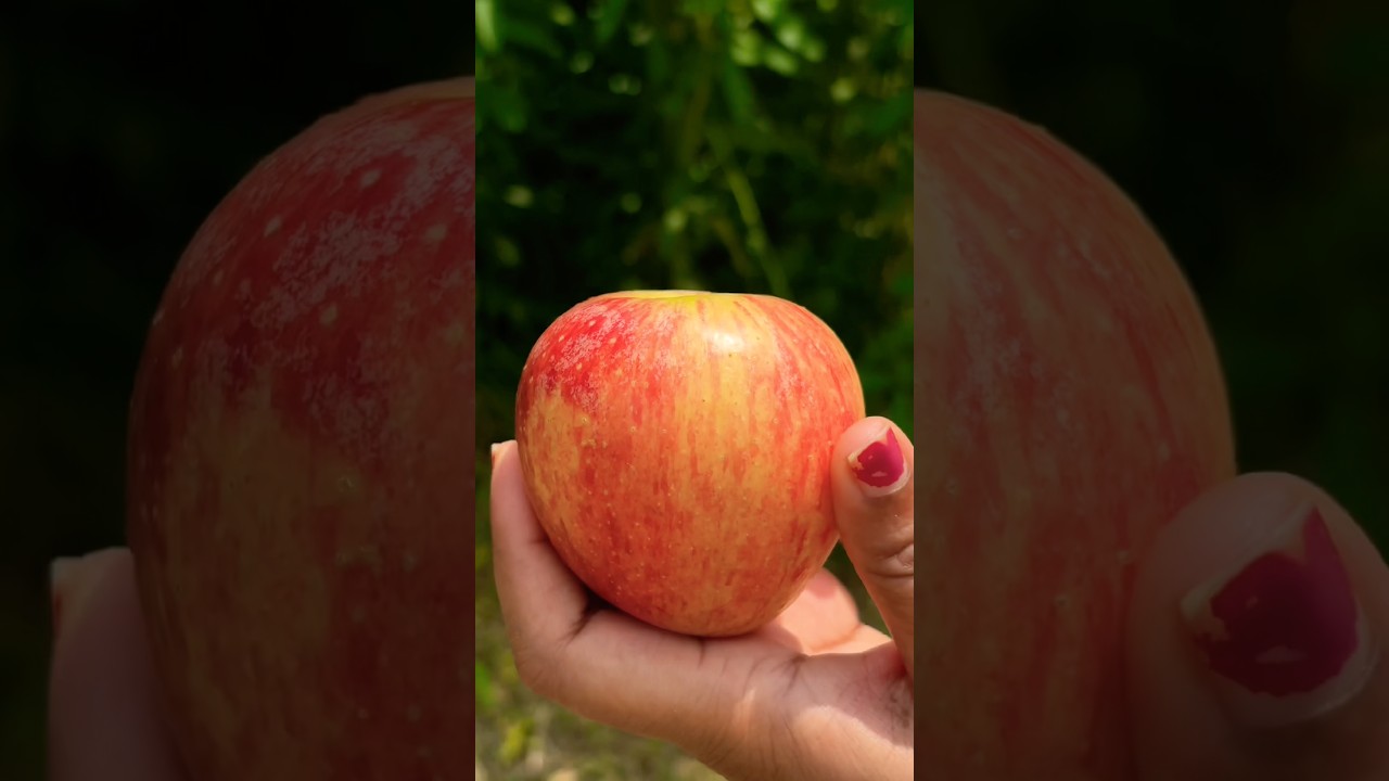 कश्मीरी चीनी रेड सेब काटने का तरीका #shorts #gardening #apple #fruit #viralvideo
