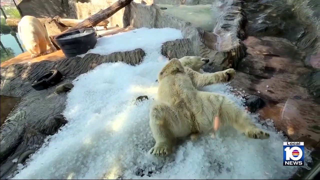 Polar bear rolls around in piles of ice to cool off in summer heat
