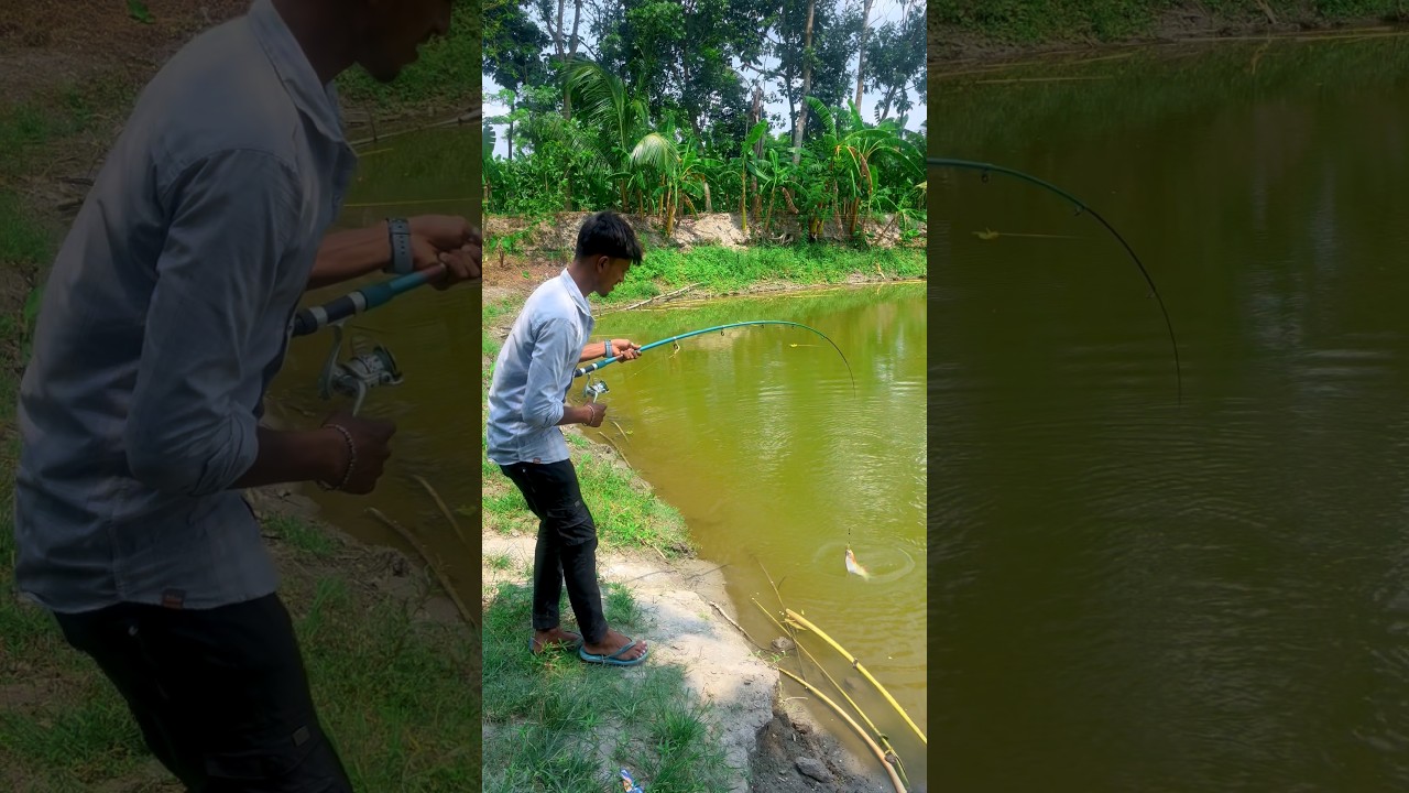হুইল ছিপ দিয়ে পুকুর থেকে কি কি মাছ ধরলাম🎣😲(1422) hook fishing video in village #hook_fishing