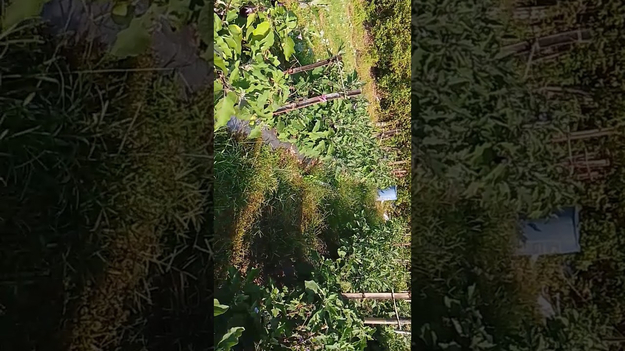 Brinjal farming