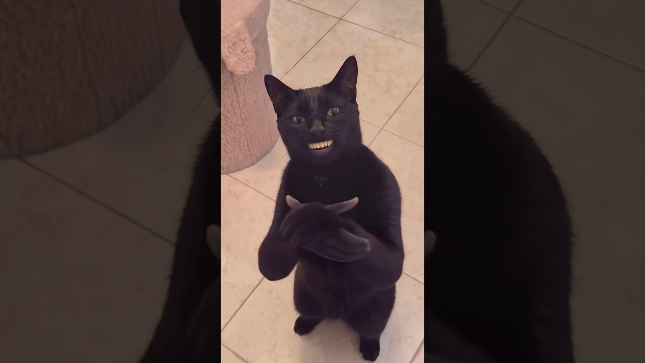 Dealing 🤝 Main Cat Ne Kar Diya Disturb 😁🐱😂 | Shaukat Mobile Hub #Shorts #FunnyReels