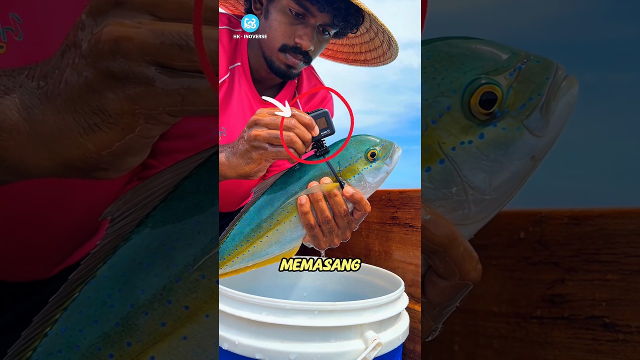 Kamera di Tubuh Ikan Ini Menangkap Sesuatu di Laut