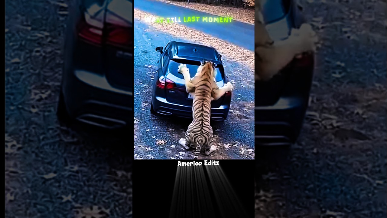 She Came Face-to-Face With a TIGER! 😱🐅 #tigerattack #scarymoments #viralshorts #scary