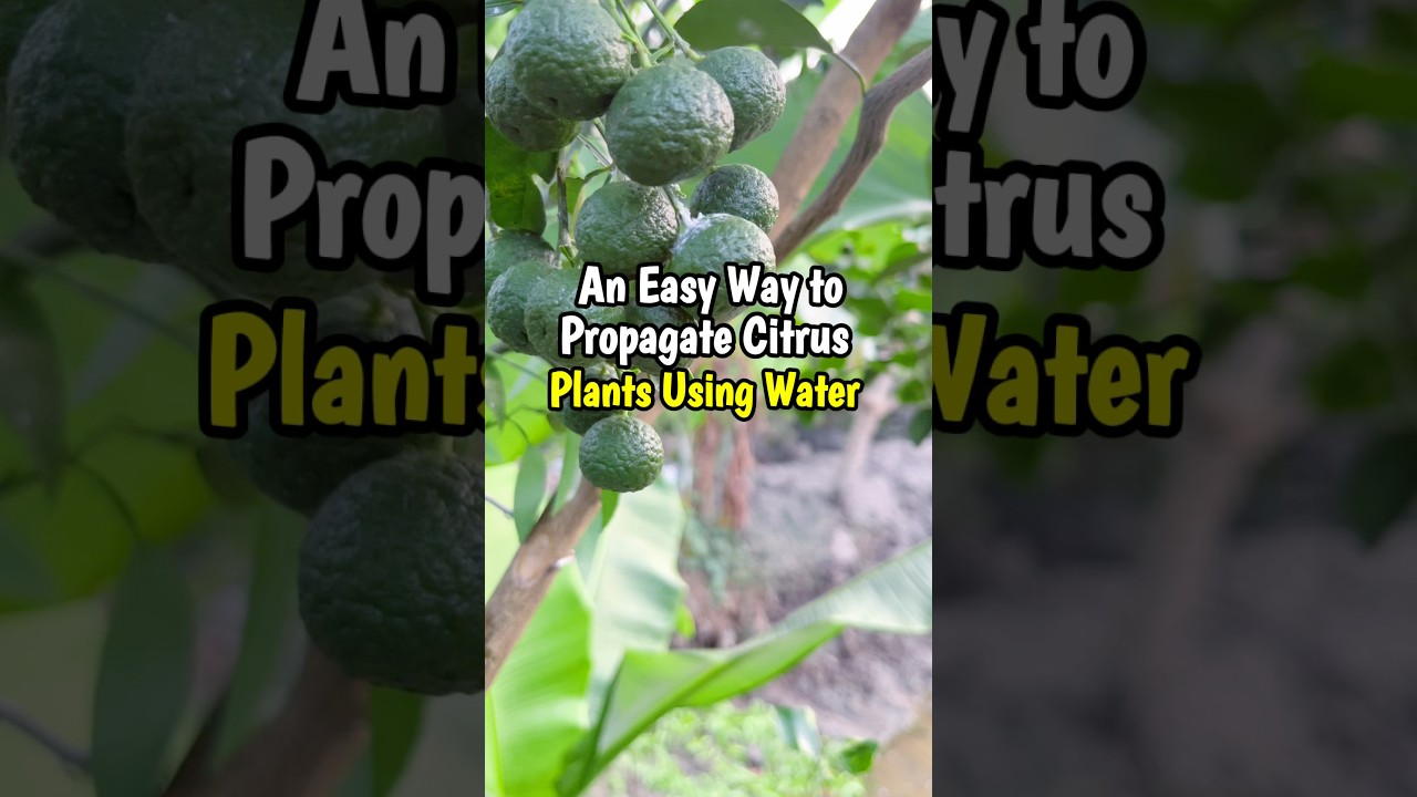 An Easy Way to Propagate Citrus Plants Using Water🍊 #gardening #plants #shorts