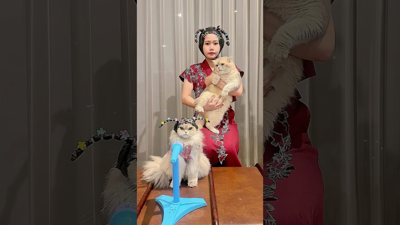 🫵😼: TERJEBAK MEREKA SEMUA WOI! #comedy #cat #funnyvideo #kucinglucu #catvideos