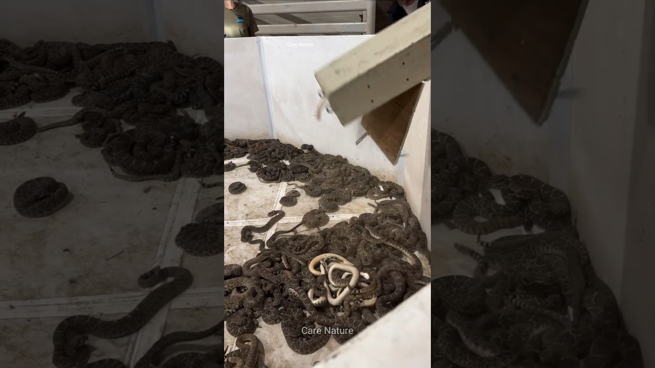 Industrial snake farming that's absolutely terrifying #rattlesnake #venom #shorts