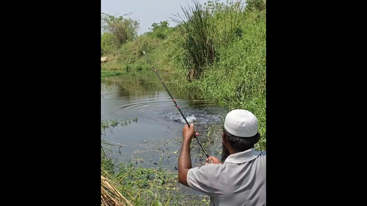 THE MOST AGGRESSIVE SNAKEHEAD FISH ATTACK!Insane Snakehead strike on Frog Bait!"