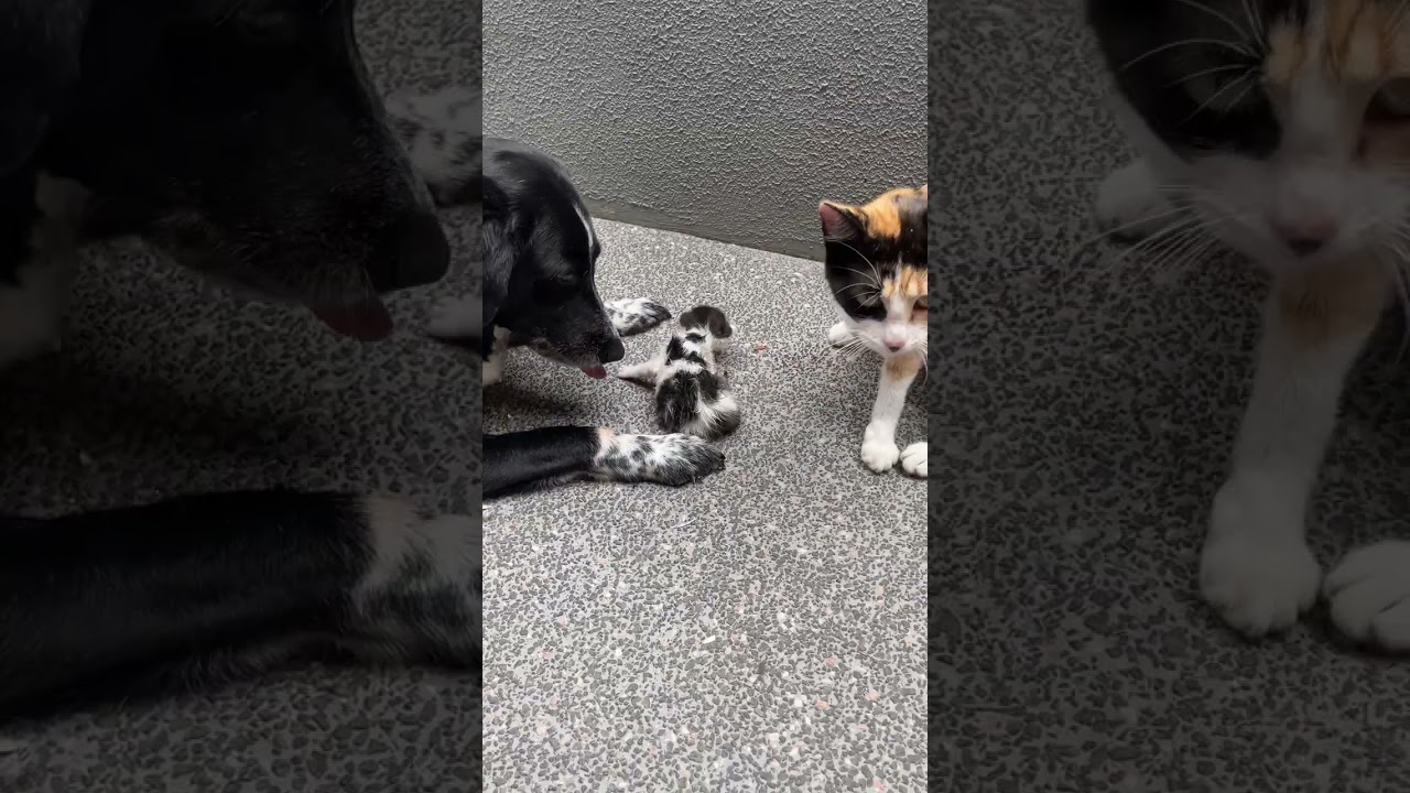 Hidden in Plain Sight: The Mother Cat’s Calm Reaction Unveiled