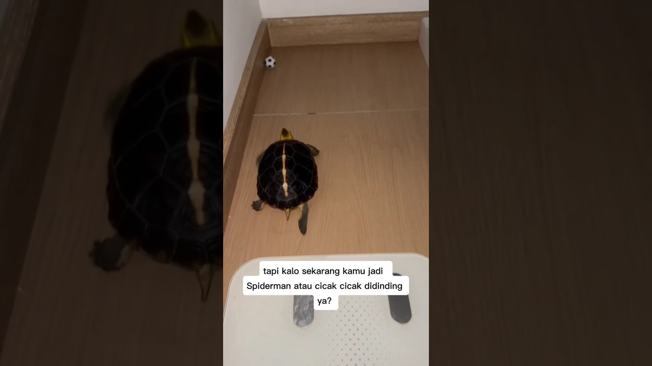 Kura kura suka Main bola!!! #viral #shorts #trending