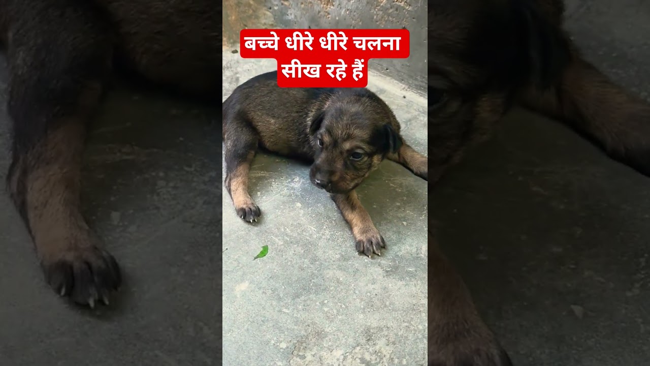 दोस्तों आपका घर लूटने नहीं आते #pets #dog #adoptstrays #cutebaby ##highlights #foreverpuppy