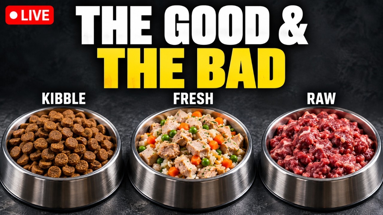 Is Your Dog’s Food Actually Good? Raw vs Fresh vs Kibble