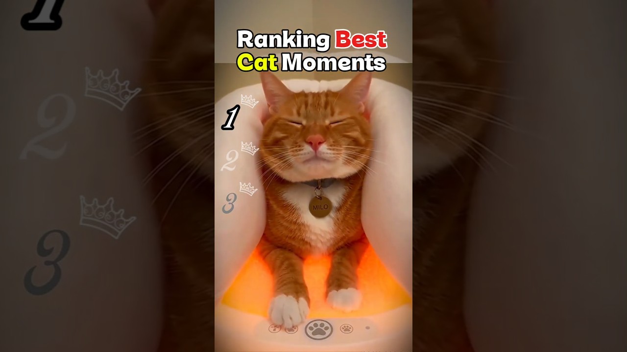 Gato 🐱 viviendo la mejorvida 😝😜🤪#cat #funny #viral #funnycats
